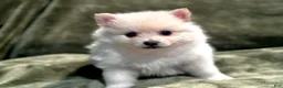 Pomeranian dogs for sale: Henry - Ad 2