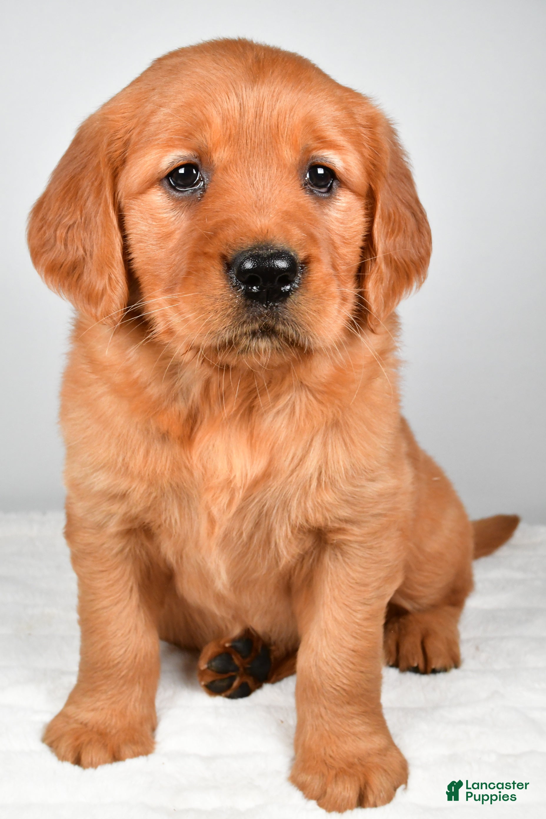 Golden Retriever dogs Rebecca - Ad 2
