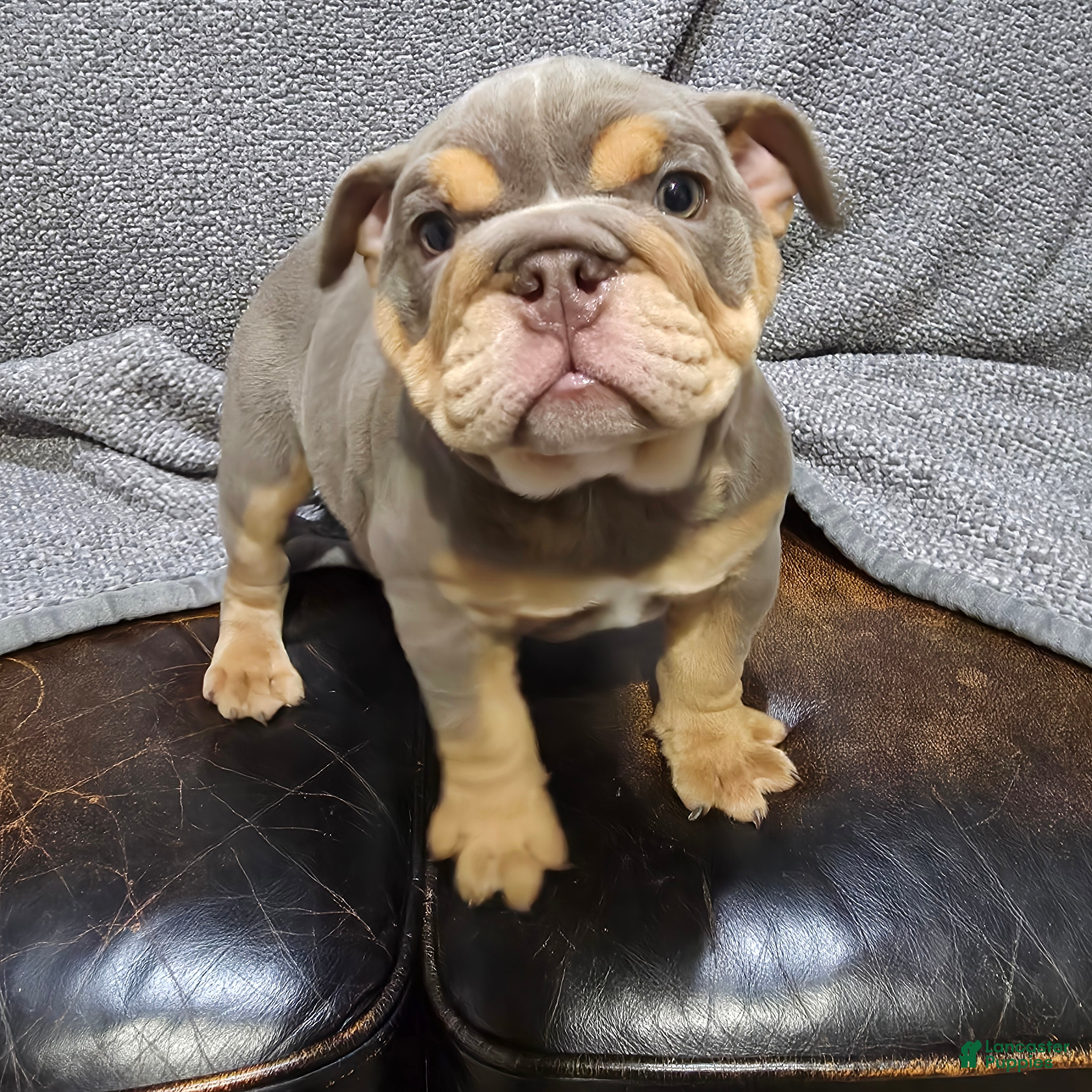 English Bulldog dogs Caroline - Ad 1