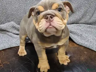 English Bulldog dogs for sale: Caroline - Ad 2
