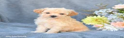 Toy Poodle dogs for sale: Teddy - Ad 2