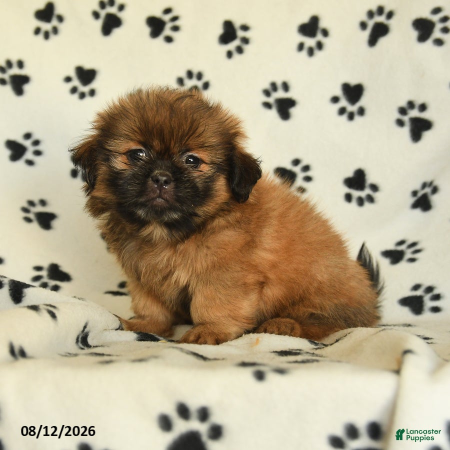 Shih Tzu dogs Zeke - Ad 2