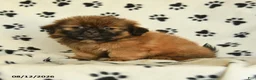 Shih Tzu dogs for sale: Zeke - Ad 2