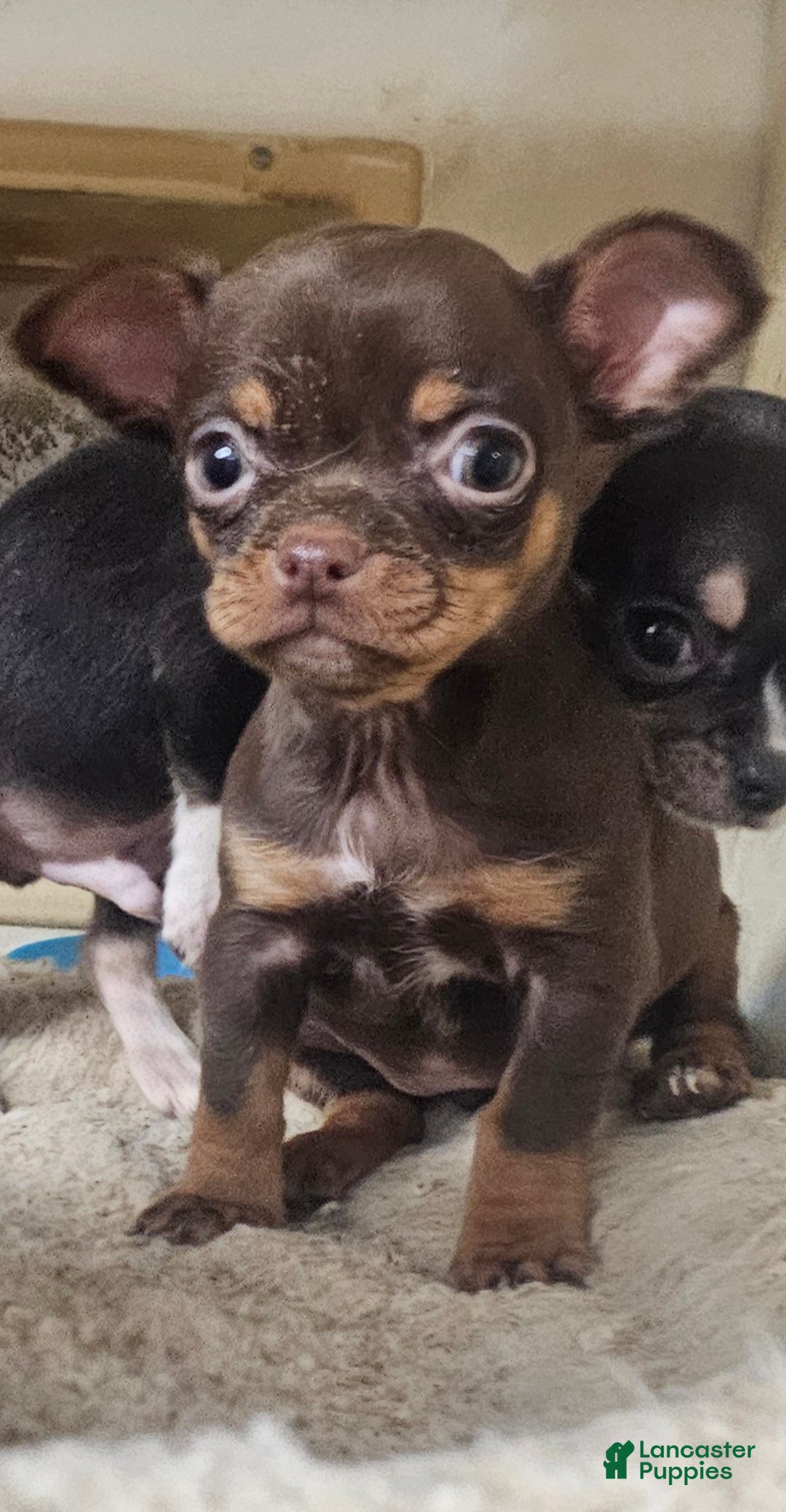 Chihuahua dogs for sale: Trixie - Ad 6