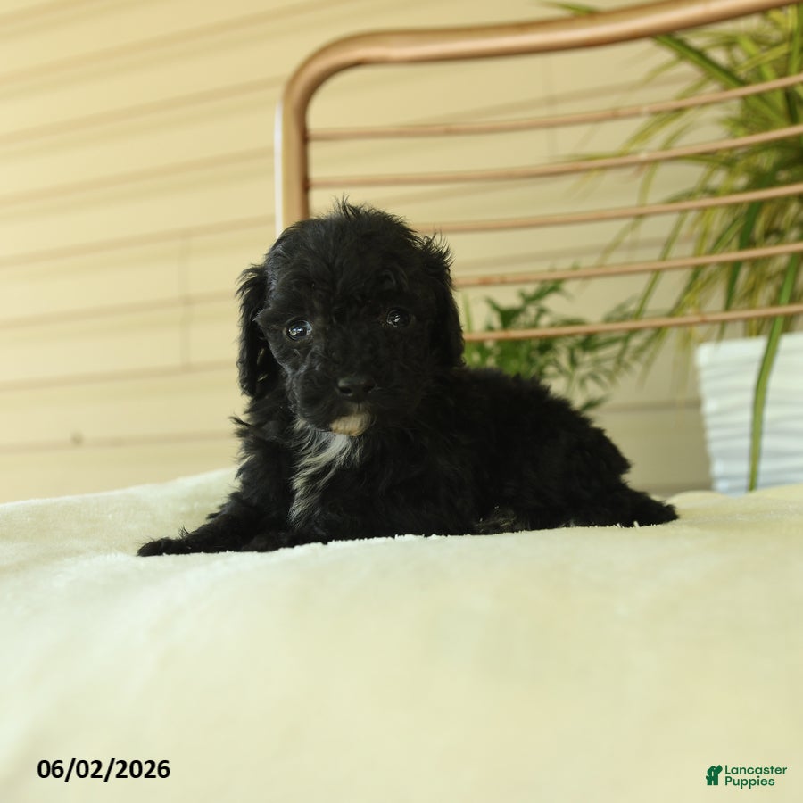 Miniature Poodle dogs for sale: Quinton - Ad 4