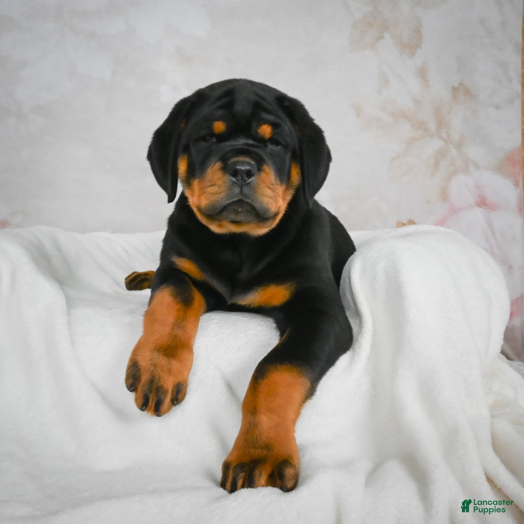 Rottweiler dogs Tater Tot  - Ad 2