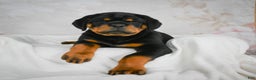 Rottweiler dogs for sale: Tater Tot  - Ad 1
