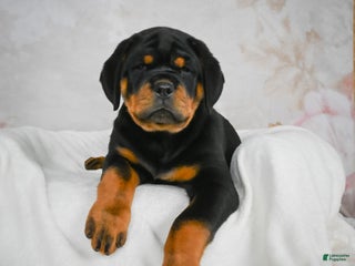 Rottweiler dogs Tater Tot - Ad 26