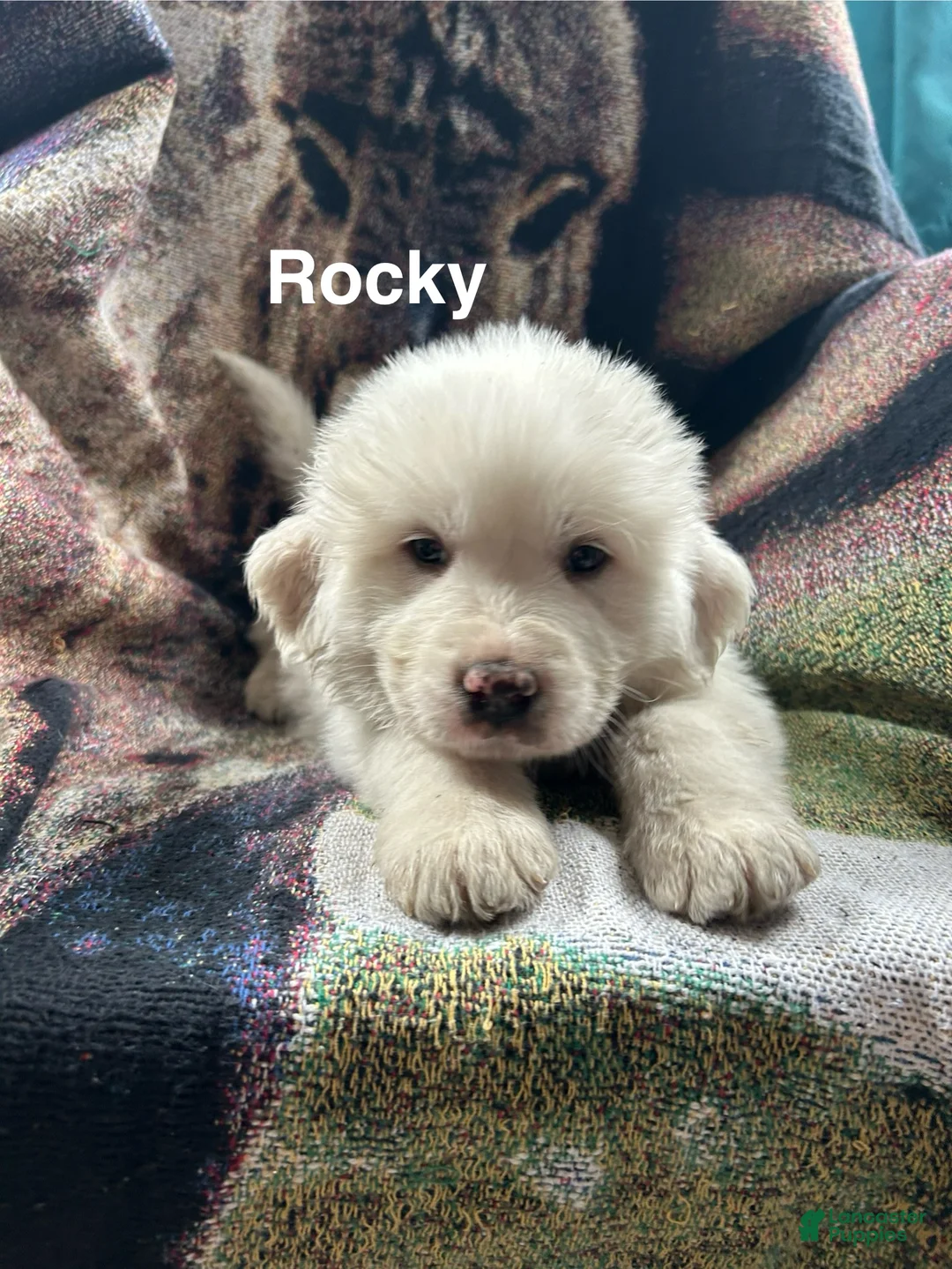 Great Pyrenees dogs for sale: Rocky - Ad 1