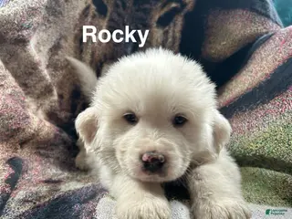 Great Pyrenees dogs Rocky - Ad 37
