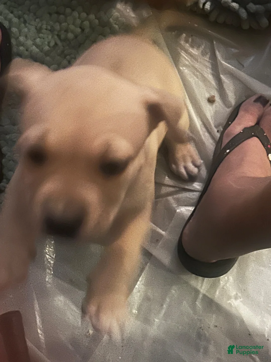 American Pit Bull Terrier dogs for sale: Sandie - Ad 1