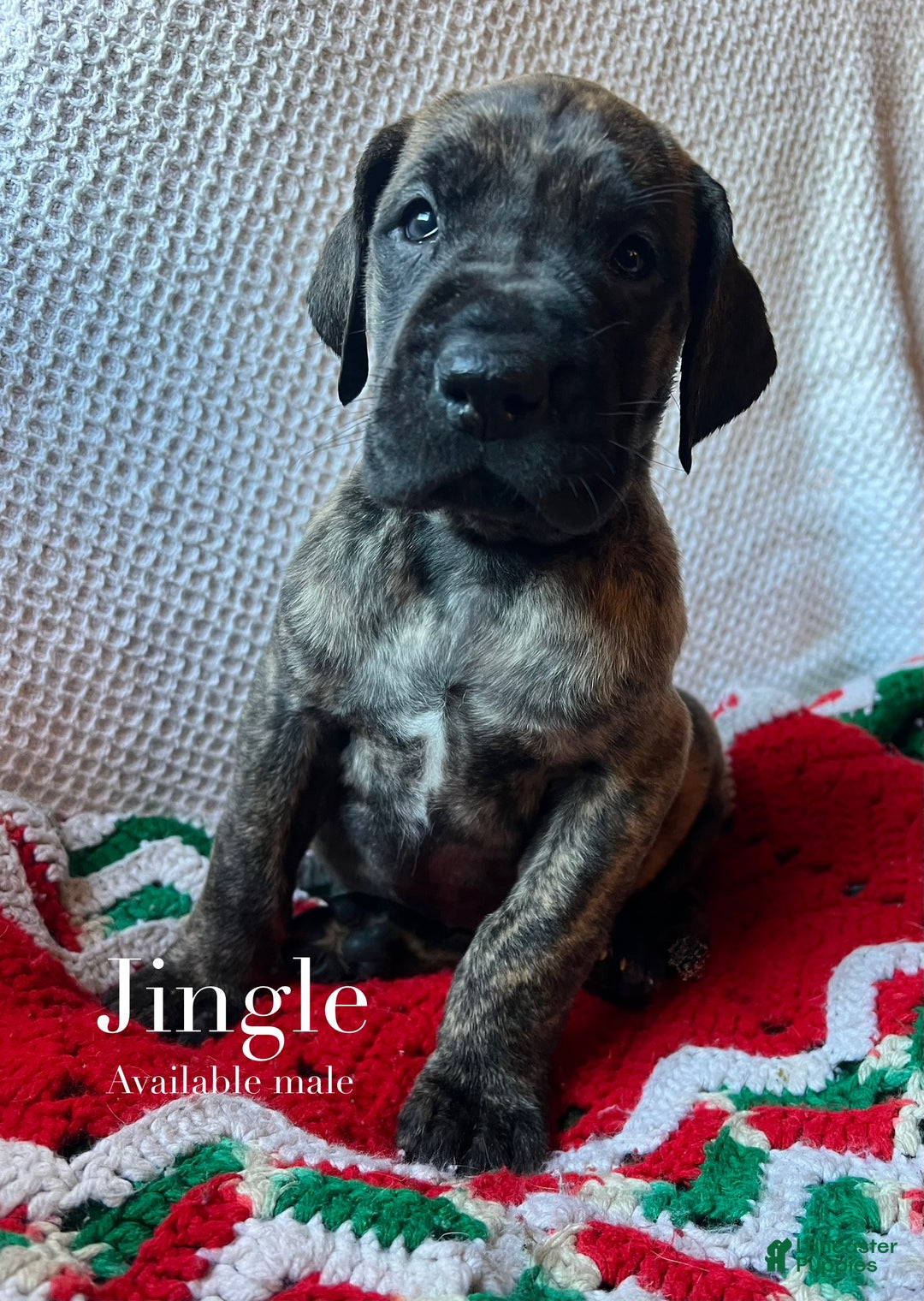 Great Dane dogs for sale: Jingle - Ad 1