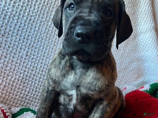 Great Dane dogs Jingle - Ad 1