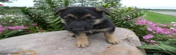 German Shepherd dogs for sale: German Shepherd Jethro 8 - Ad 4