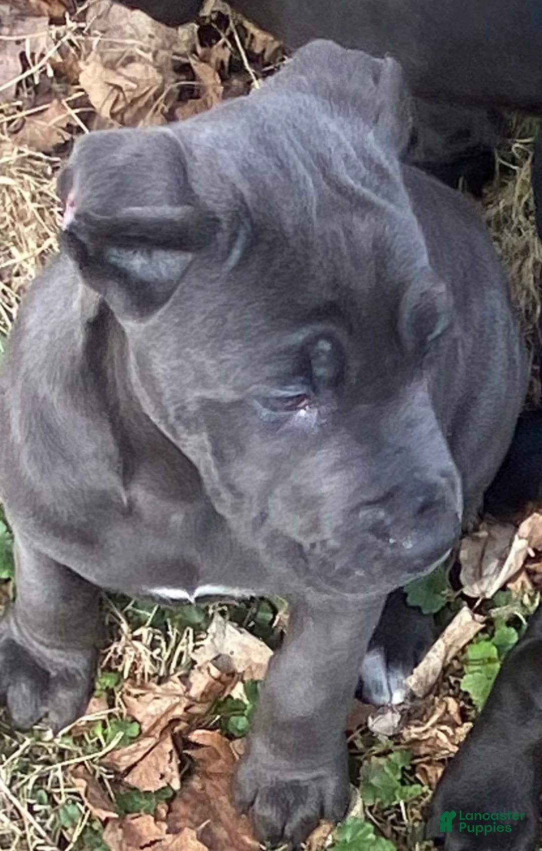 Cane Corso dogs for sale: Cane Corso Puppy 3 - Ad 1