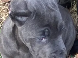 Cane Corso dogs Cane Corso Puppy 3 - Ad 3