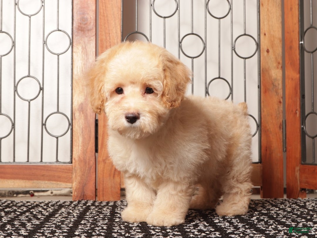 Bichpoo dogs for sale: Donald Male Poochon - Ad 3
