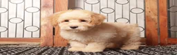 Bichpoo dogs for sale: Donald Male Poochon - Ad 3