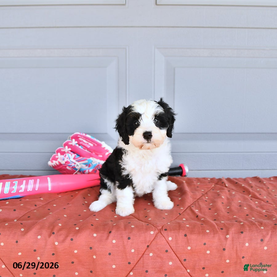 Mixed Breed dogs Pinklady - Ad 2