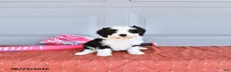 Mixed Breed dogs for sale: Pinklady - Ad 2