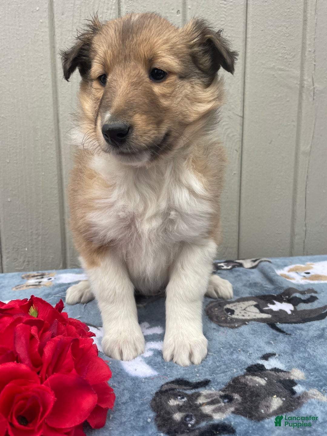 Collie dogs for sale: Callie - Ad 2