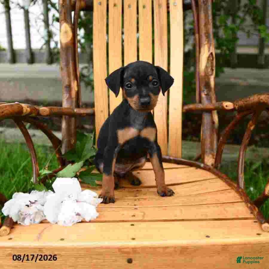 Miniature Pinscher dogs Daisy - Ad 1