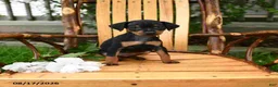 Miniature Pinscher dogs for sale: Daisy - Ad 1