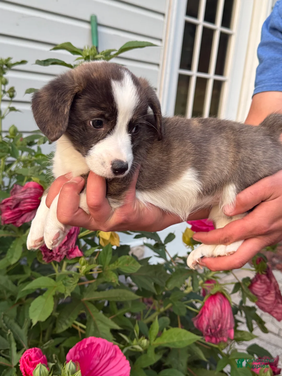 Welsh Corgi Pembroke dogs for sale: Welsh Corgi Pembroke 7 - Ad 2