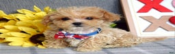 Maltipoo dogs for sale: Axel - Ad 10