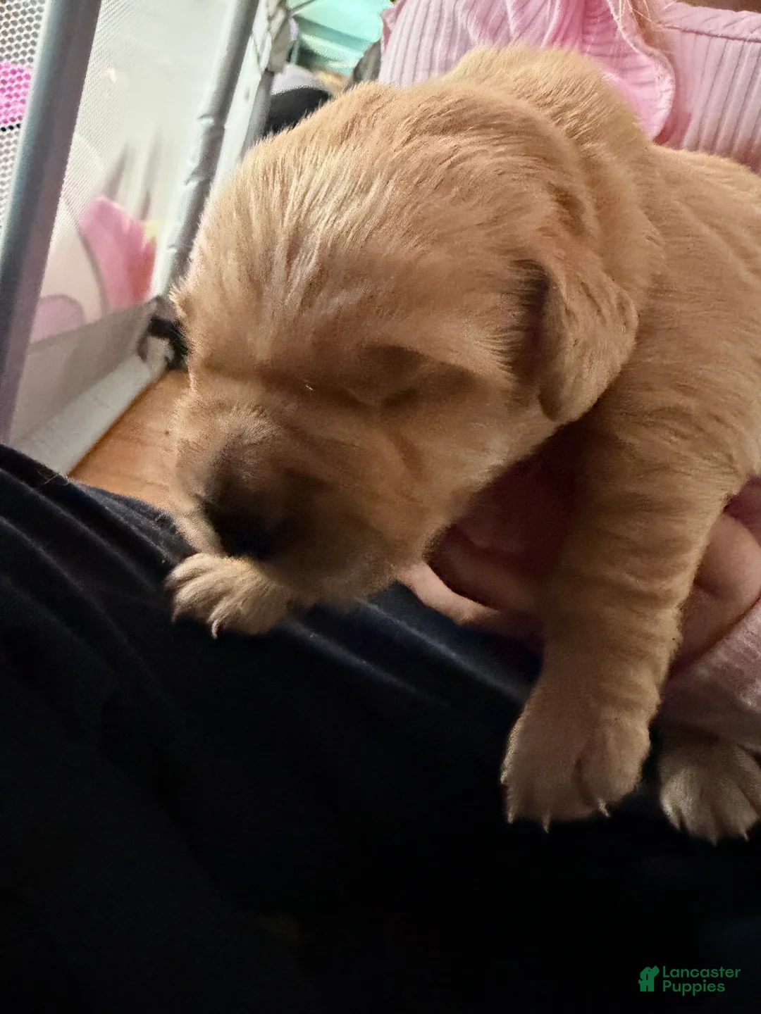 Golden Retriever dogs for sale: Golden Retriever Puppy 2 Pink - Ad 1