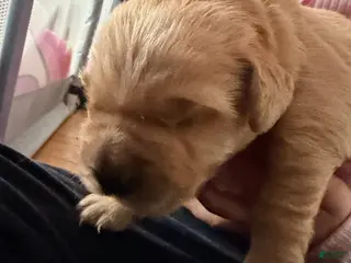 Golden Retriever dogs Golden Retriever Puppy 2 Pink - Ad 3