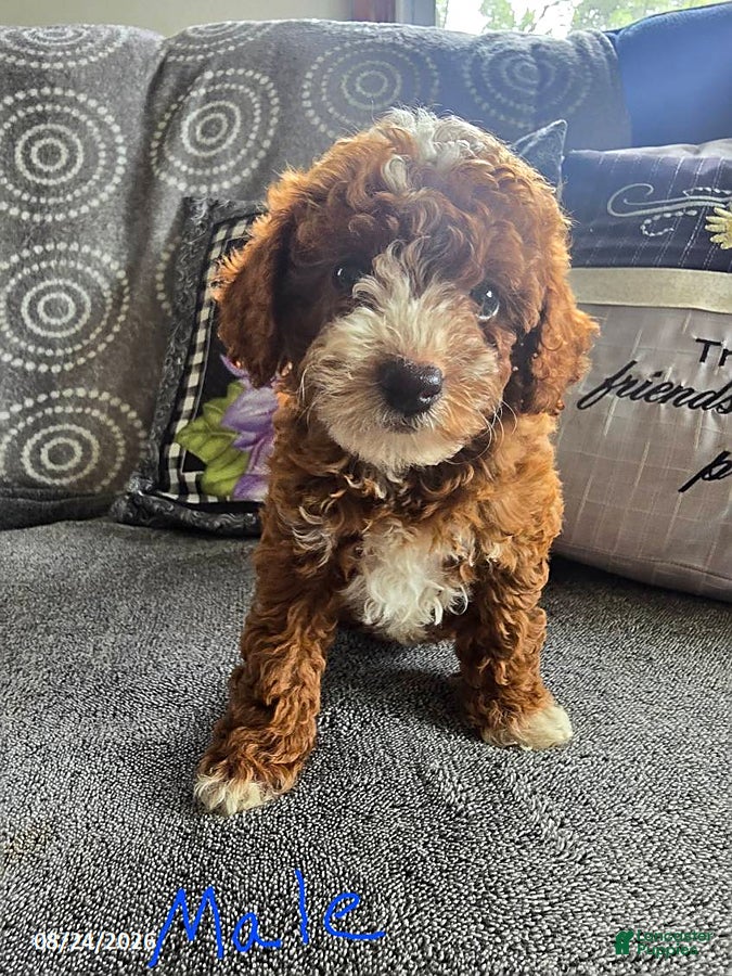 Miniature Poodle dogs Lincoln - Ad 33