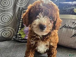 Miniature Poodle dogs Lincoln - Ad 33