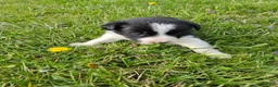 Border Collie dogs for sale: Lily - Ad 5