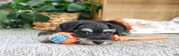 Miniature Schnauzer dogs for sale: Jonah - Ad 4