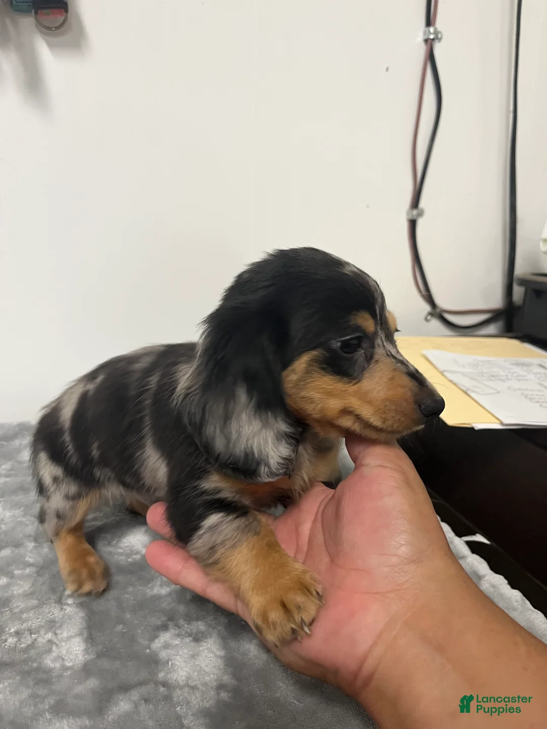 Miniature Dachshund dogs for sale: Miniature Dachshund gio - Ad 2