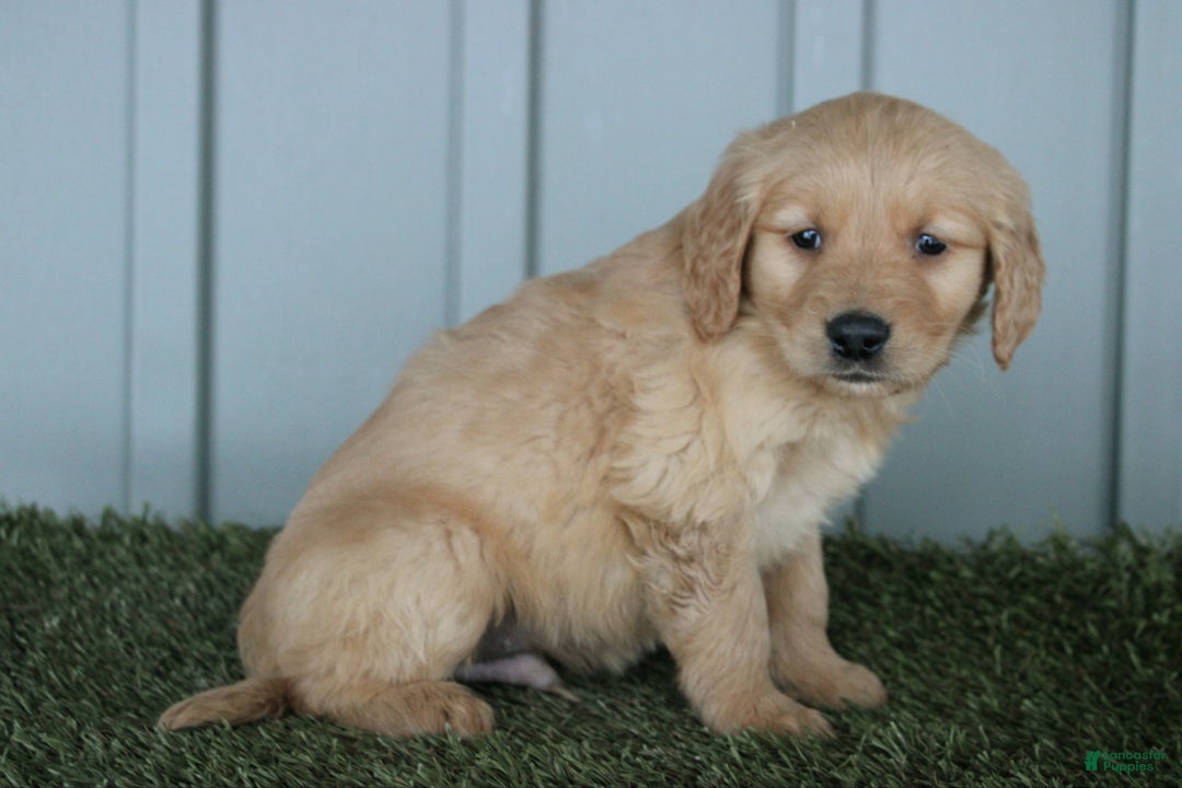 Golden Retriever dogs for sale: Golden Retriever Puppy Caden - Ad 5