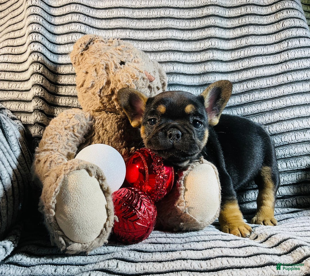 French Bulldog dogs for sale: Ellie - Ad 9