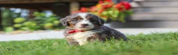 Mini Bernedoodle dogs for sale: Lemonhead - Ad 4
