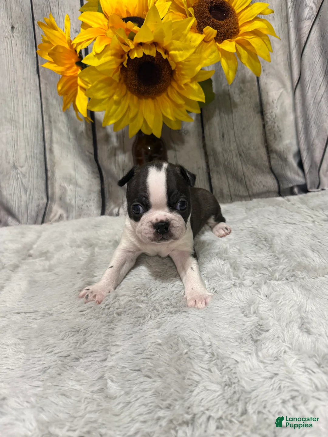 Boston Terrier dogs for sale: Boston Terrier 1 - Ad 2
