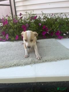 Mixed Breed dogs Mixed Breed 3 Machia - Ad 6