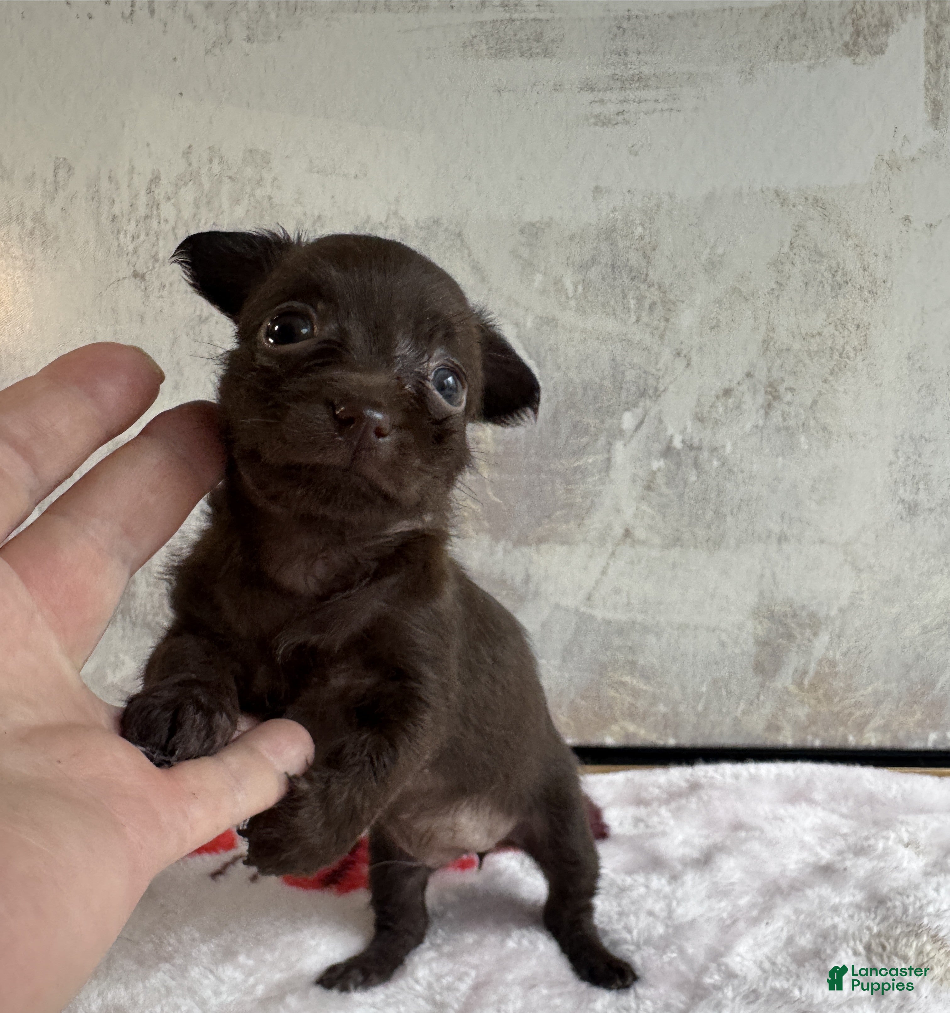 Mixed Breed dogs Lady Godiva  - Ad 2