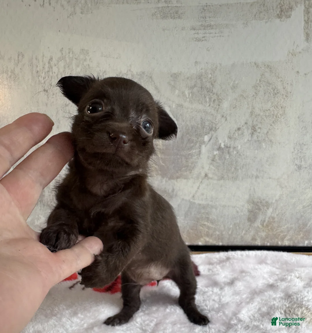 Mixed Breed dogs for sale: Lady Godiva  - Ad 2