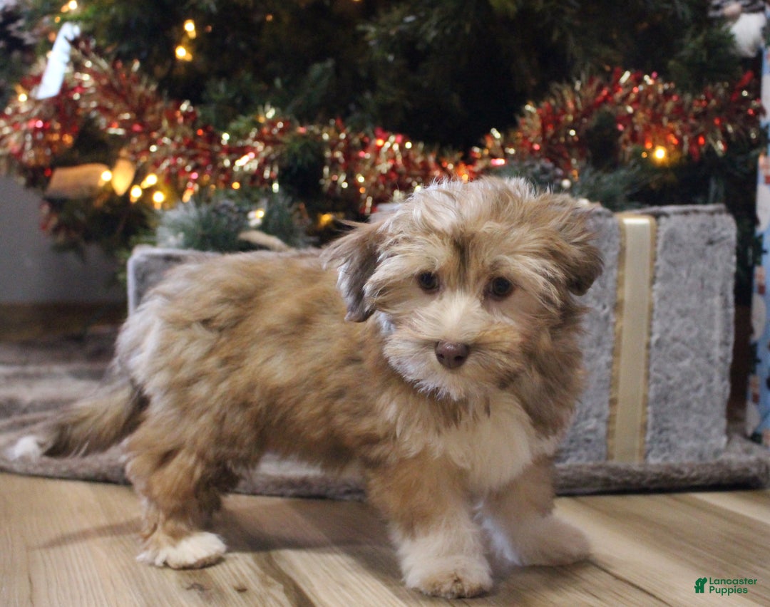 Havanese dogs for sale: CoCo - Ad 4