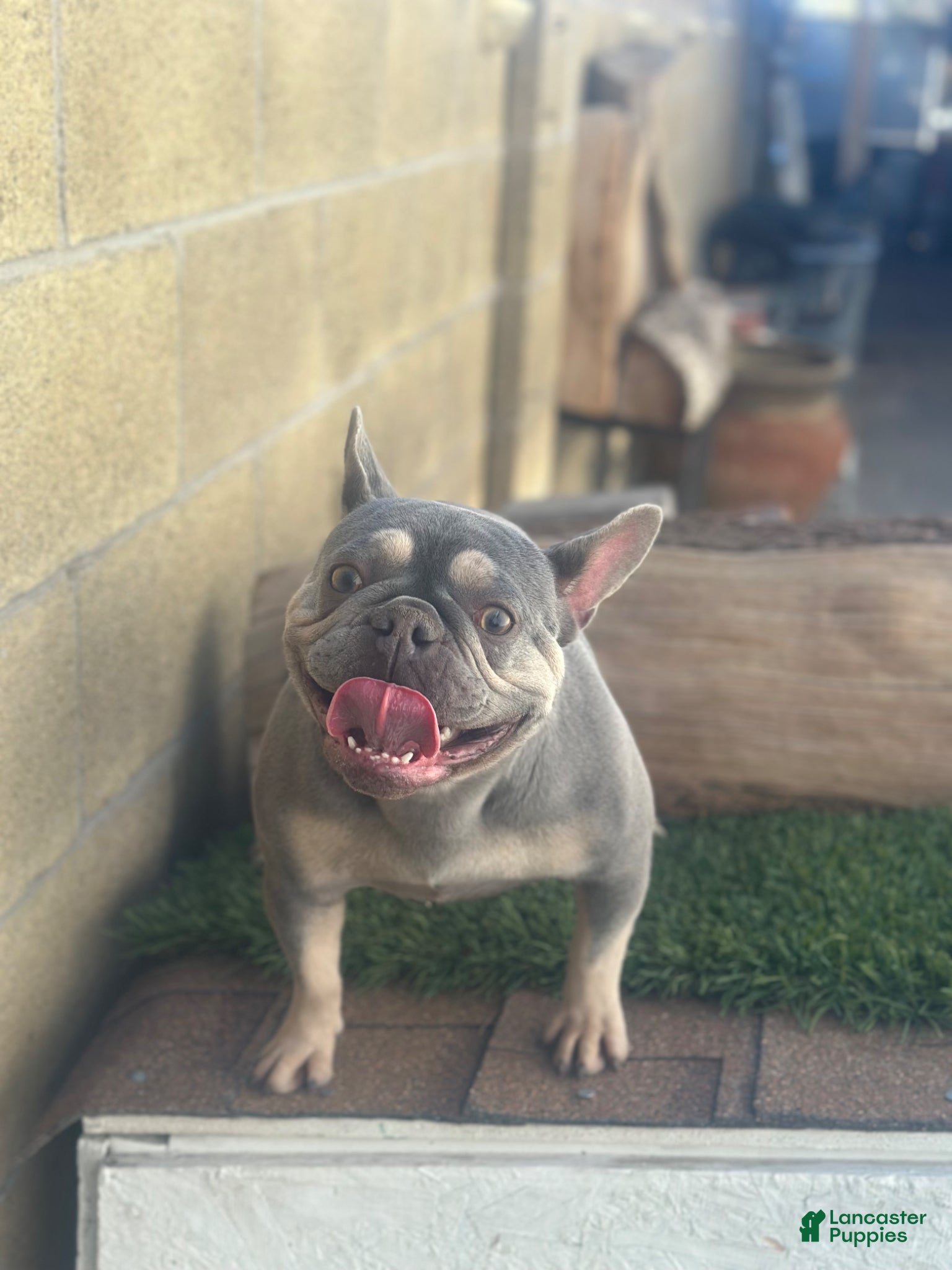 French Bulldog dogs Channell - Ad 2