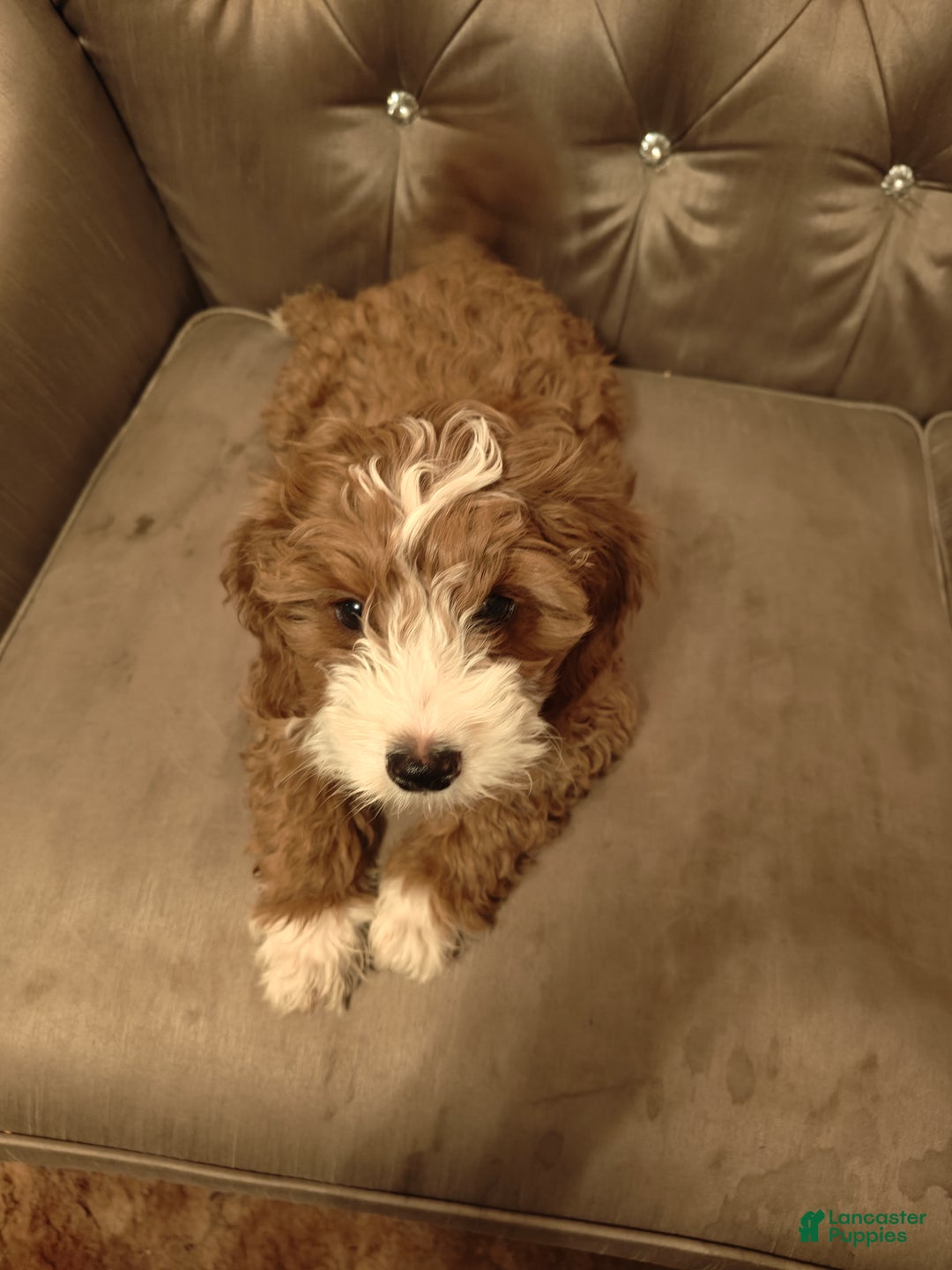 Mixed Breed dogs for sale: Mixed Breed Puppy 3 - Ad 3