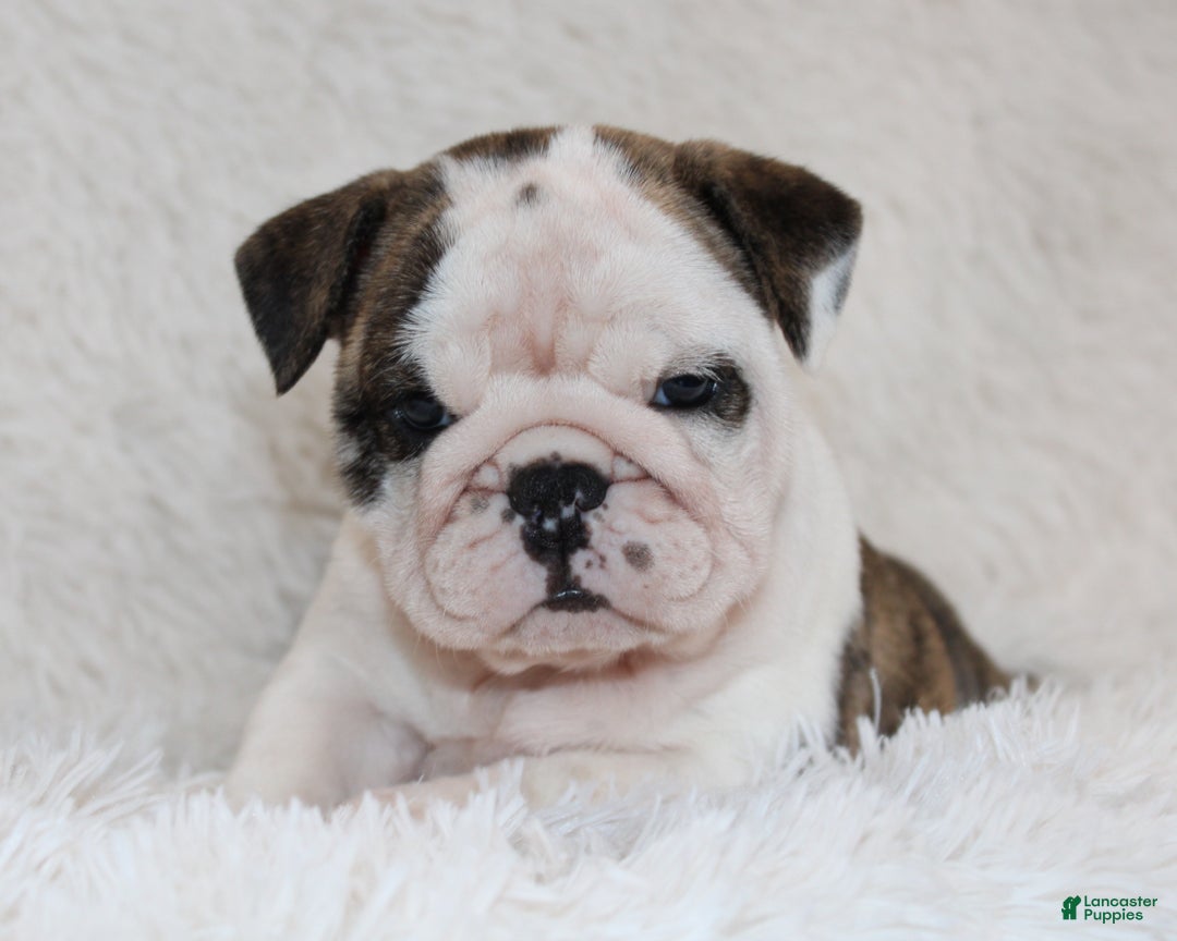 English Bulldog dogs for sale: Taya - Ad 10