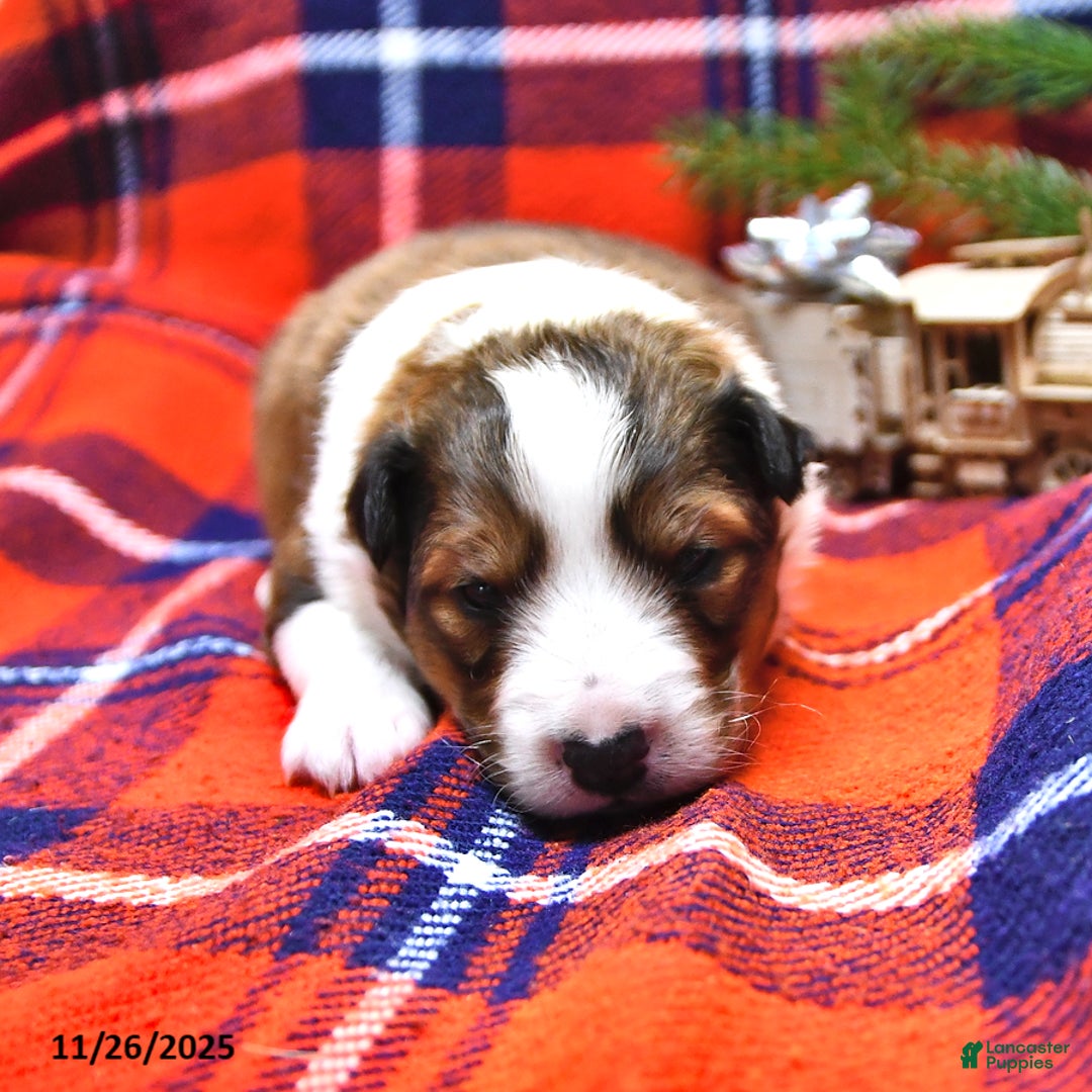 Shetland Sheepdog dogs for sale: Mr Christmas - Ad 8