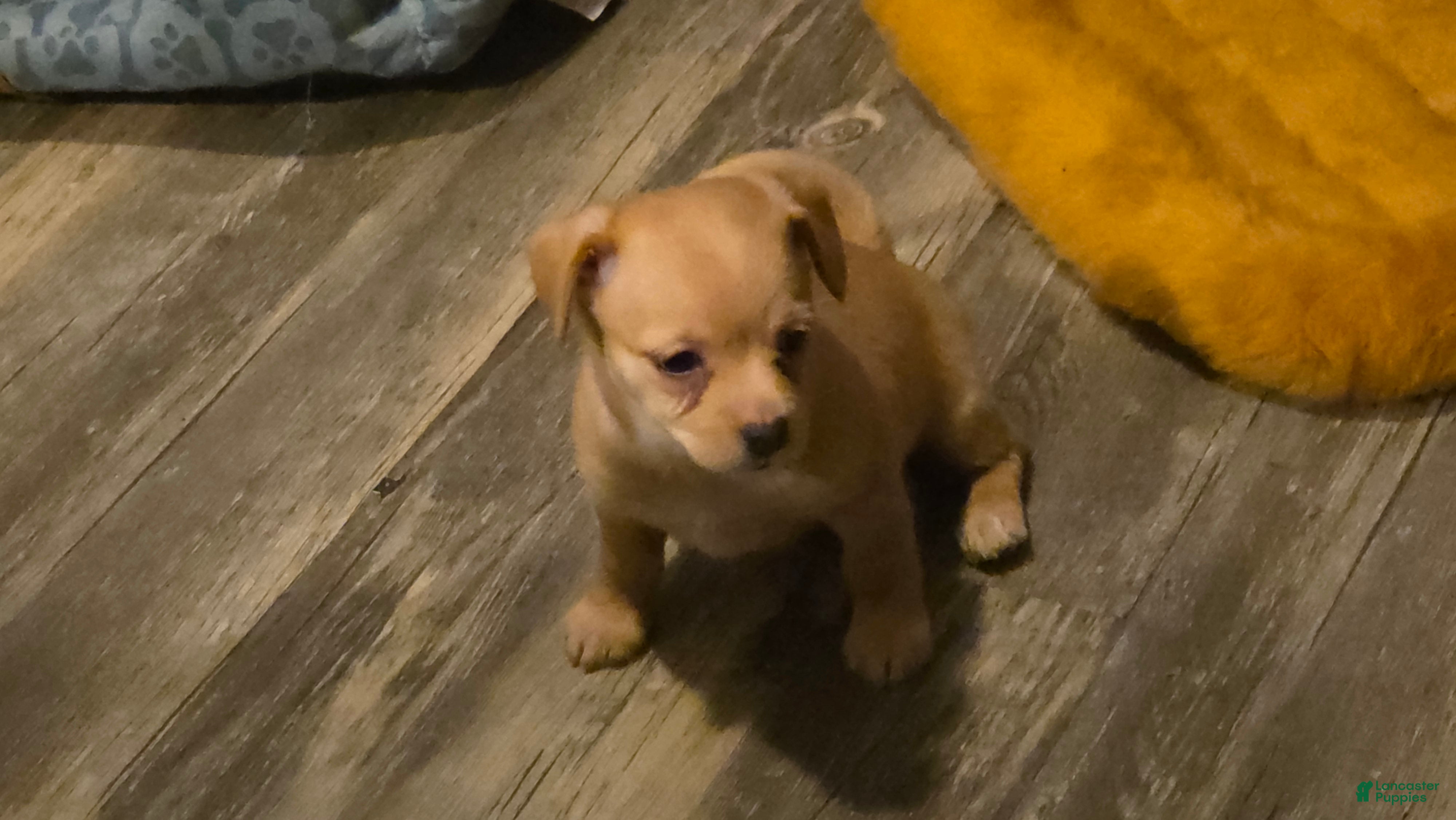 Chihuahua dogs Chihuahua 4 (Little Miss) - Ad 20