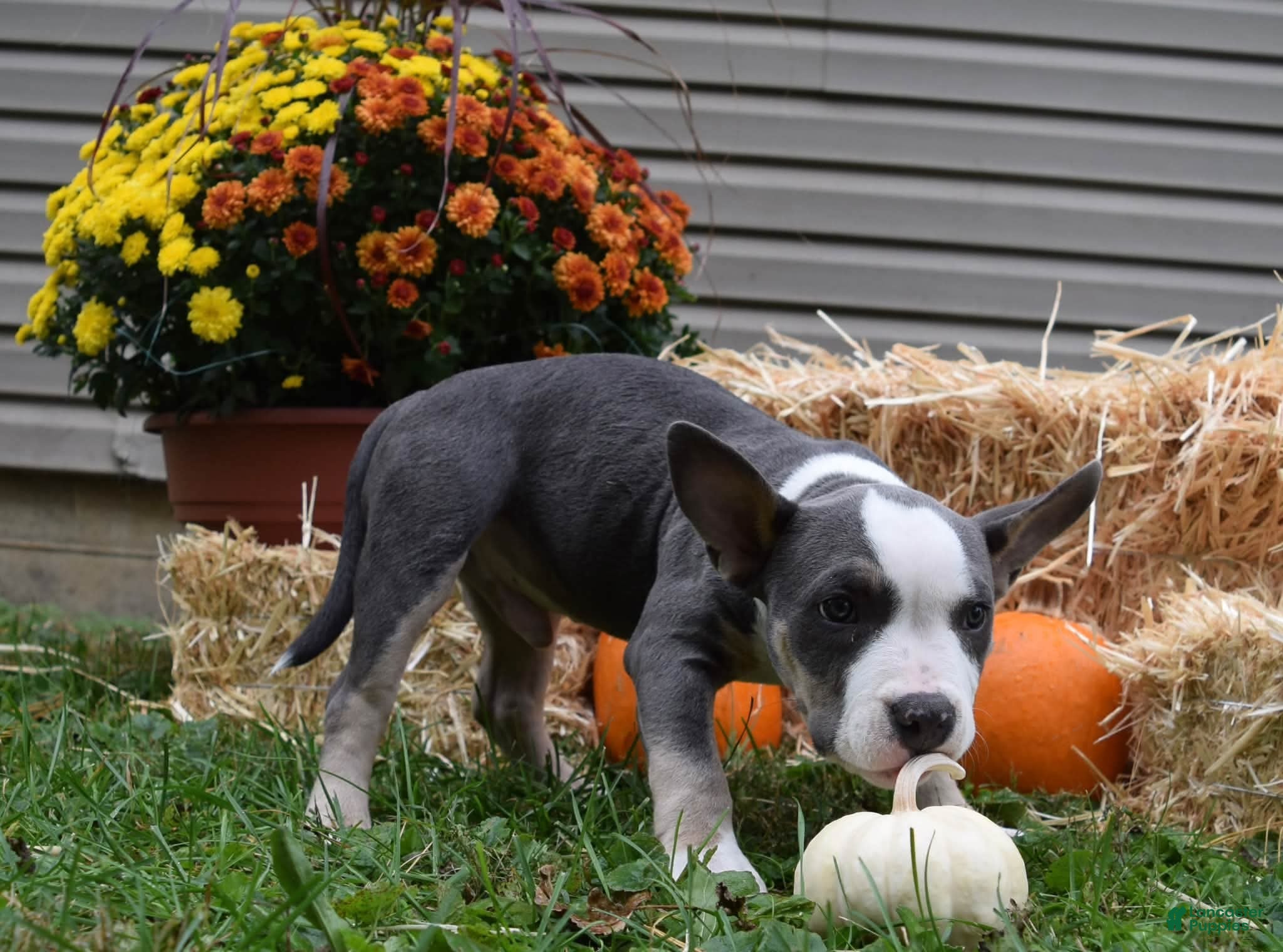 American Bully dogs American Bully 3 - Ad 2